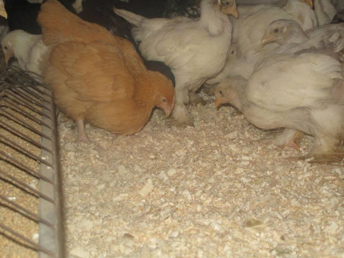 10274344_638934699513051_4208358333922644421_n