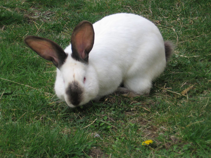 Transylvanian Giant Rabbit Male