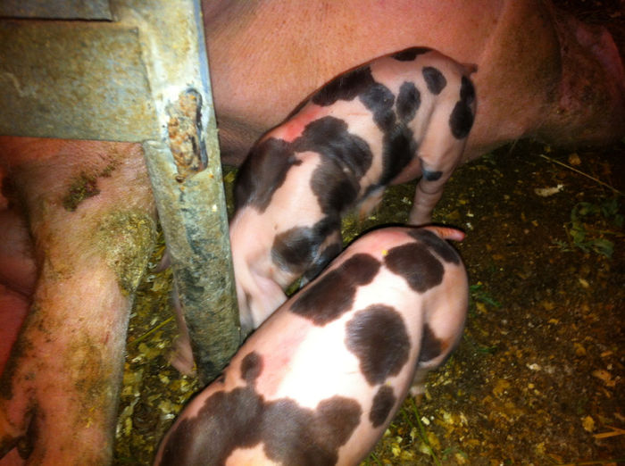 Purcei Pietrain rasa pura