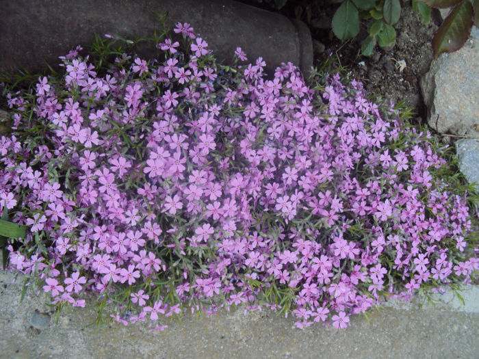 DSC03433 - 2014 Gradina
