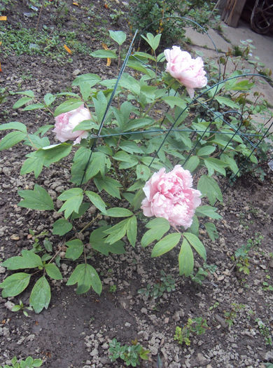 DSC03438 - 2014 Gradina