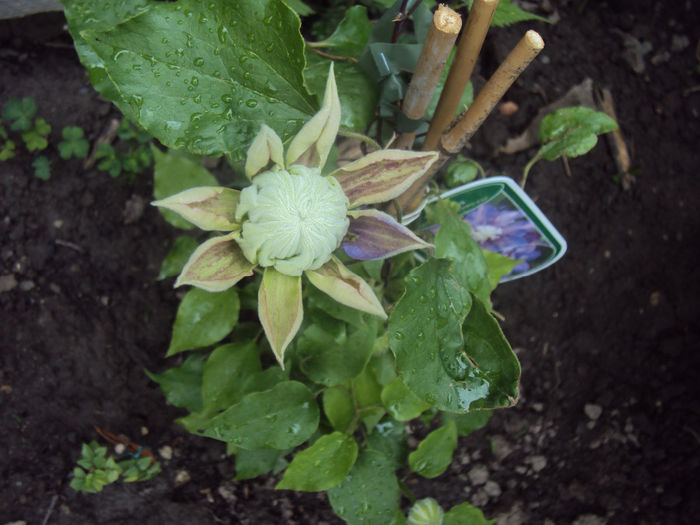 DSC03439 - 2014 Gradina