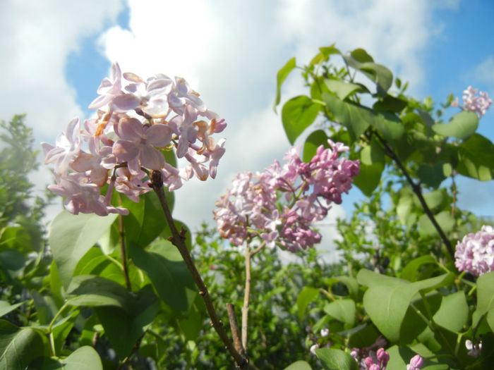 Syringa vulgaris_Lilac (2014, April 20)