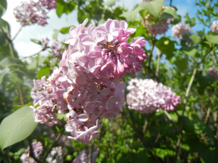Syringa vulgaris_Lilac (2014, April 20)