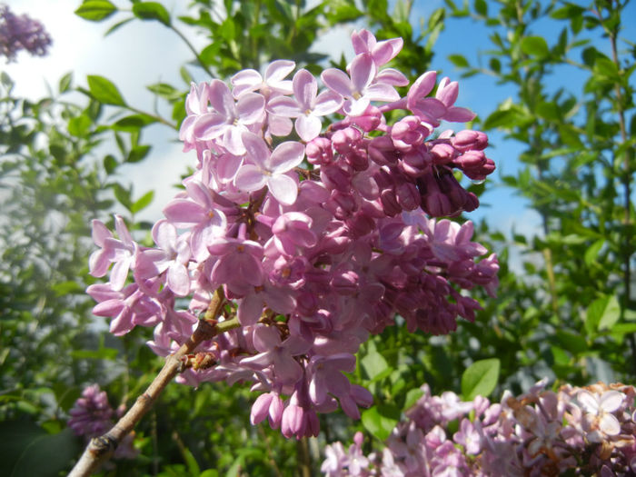 Syringa vulgaris_Lilac (2014, April 20)
