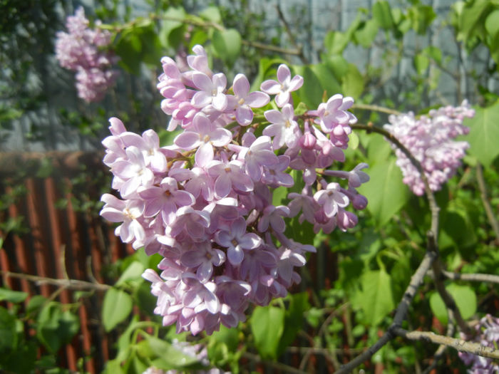 Syringa vulgaris_Lilac (2014, April 20)