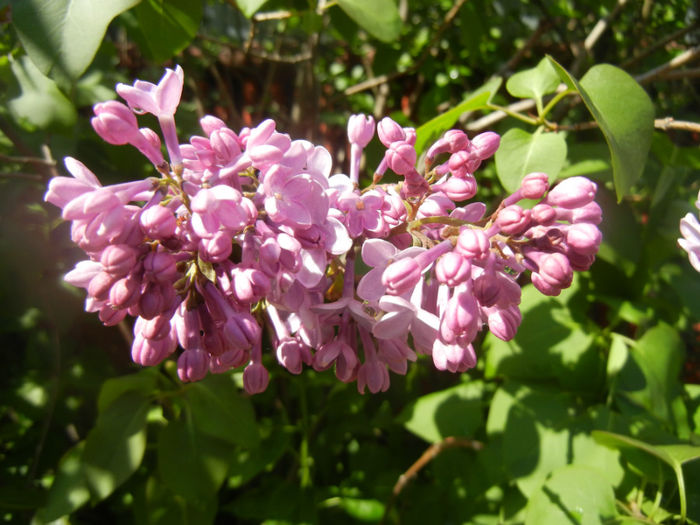 Syringa vulgaris_Lilac (2014, April 20) - Syringa vulgaris Lilac