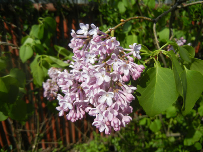 Syringa vulgaris_Lilac (2014, April 20)