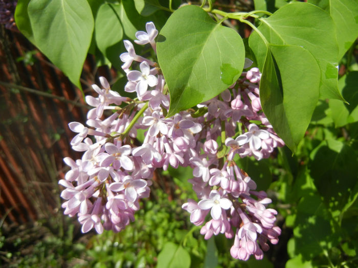 Syringa vulgaris_Lilac (2014, April 20)