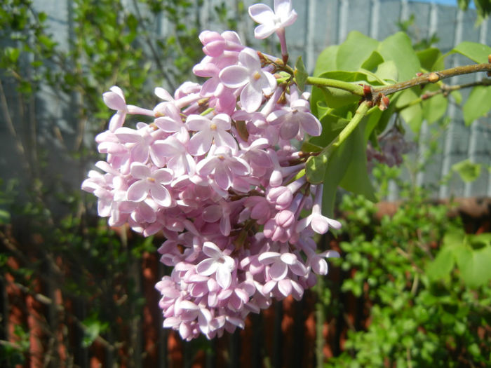 Syringa vulgaris_Lilac (2014, April 20)