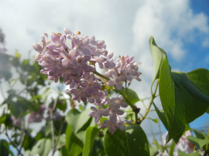 Syringa vulgaris_Lilac (2014, April 20)