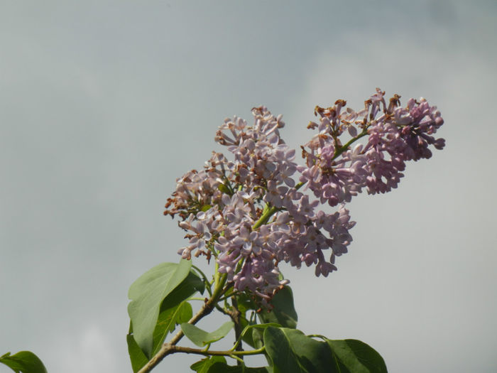 Syringa vulgaris_Lilac (2014, April 20)