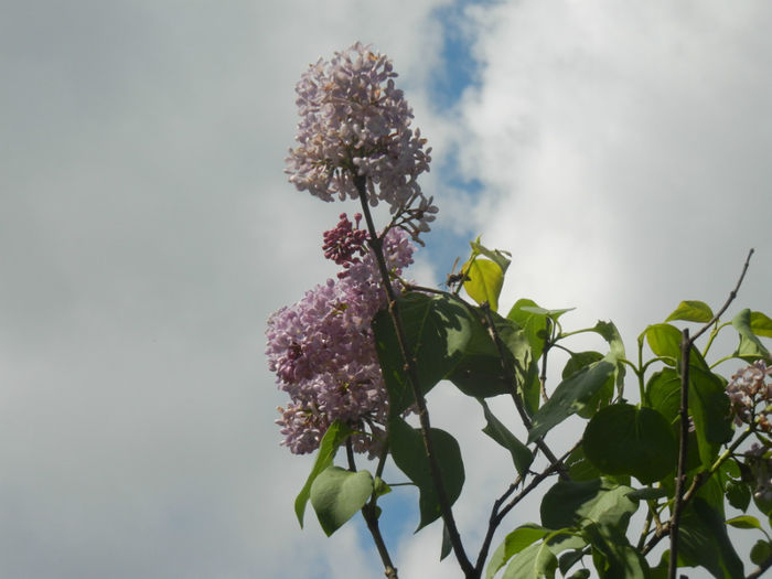 Syringa vulgaris_Lilac (2014, April 20)