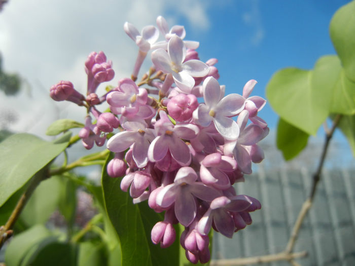 Syringa vulgaris_Lilac (2014, April 20)
