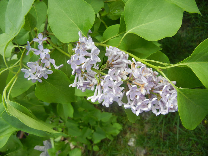 Syringa vulgaris_Lilac (2014, April 20)