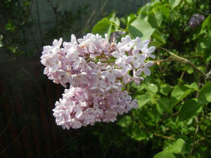 Syringa vulgaris_Lilac (2014, April 22)