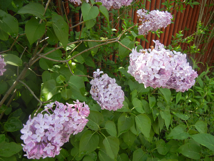Syringa vulgaris_Lilac (2014, April 22)