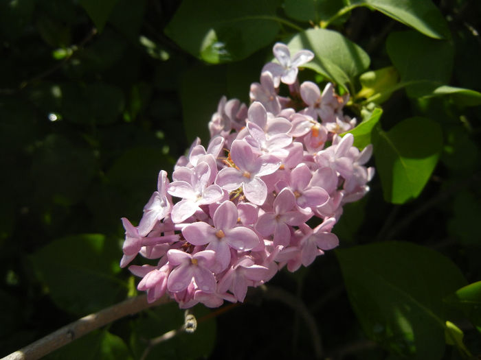 Syringa vulgaris_Lilac (2014, April 22)
