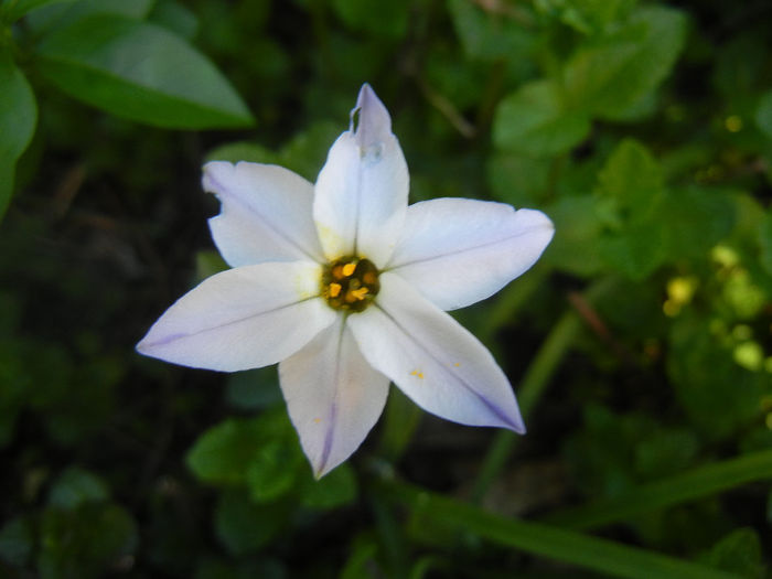 Ipheion Wisley Blue (2014, April 21) - Ipheion uniflorum Wisley Blue