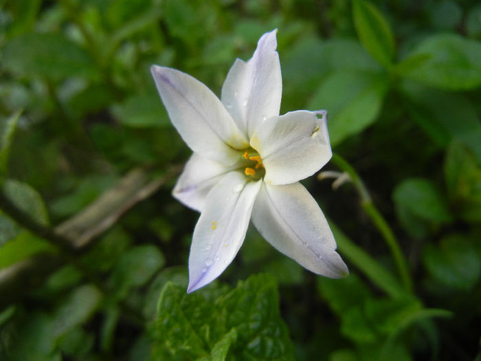 Ipheion Wisley Blue (2014, April 22) - Ipheion uniflorum Wisley Blue