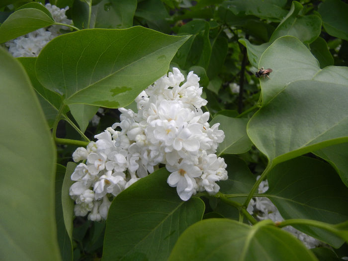 White Lilac Tree (2014, April 20) White Lilac Tree (2014, April 20)