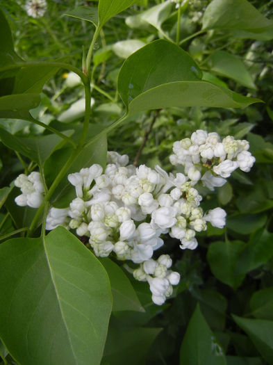 White Lilac Tree (2014, April 20) White Lilac Tree (2014, April 20)