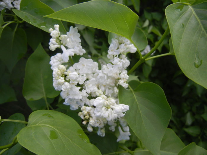 White Lilac Tree (2014, April 20) White Lilac Tree (2014, April 20)