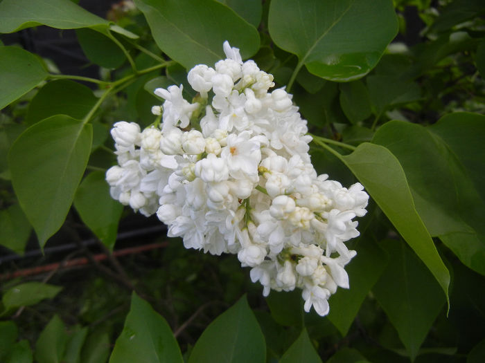 White Lilac Tree (2014, April 20) White Lilac Tree (2014, April 20)