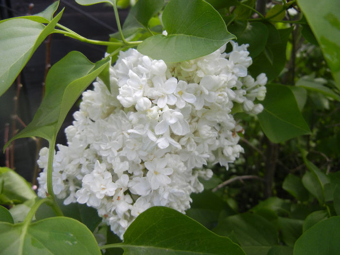 White Lilac Tree (2014, April 20) White Lilac Tree (2014, April 20)