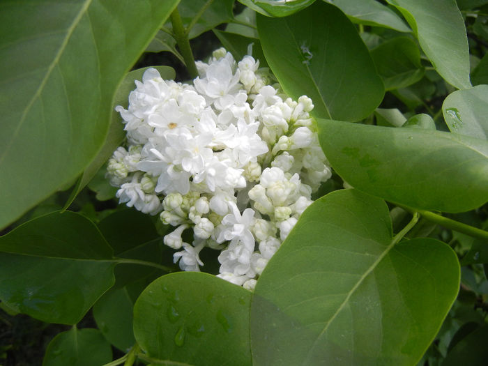 White Lilac Tree (2014, April 20) White Lilac Tree (2014, April 20)