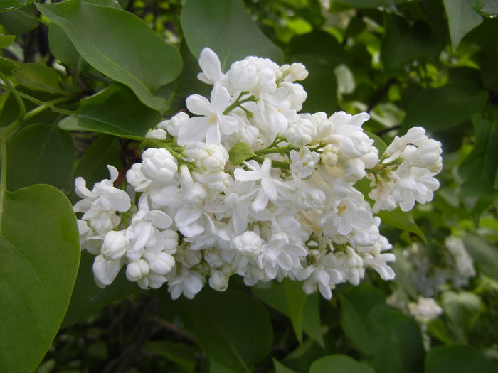 White Lilac Tree (2014, April 20) White Lilac Tree (2014, April 20)