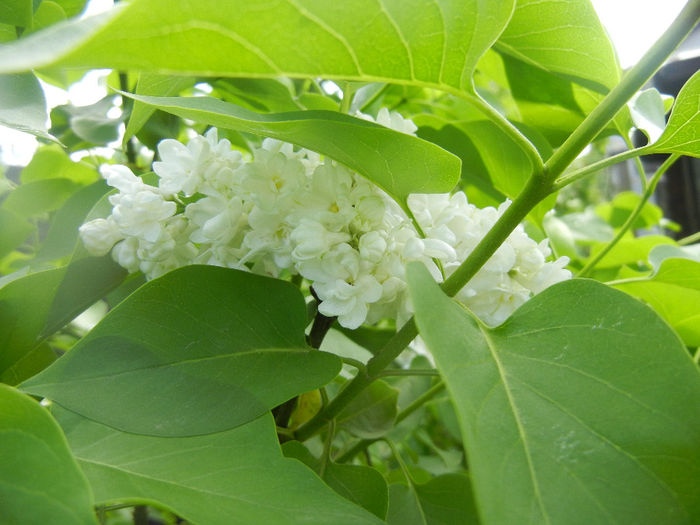 White Lilac Tree (2014, April 20) White Lilac Tree (2014, April 20)