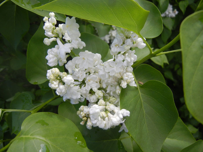 White Lilac Tree (2014, April 20) White Lilac Tree (2014, April 20)