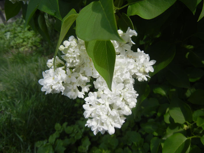 White Lilac Tree (2014, April 20) White Lilac Tree (2014, April 20)