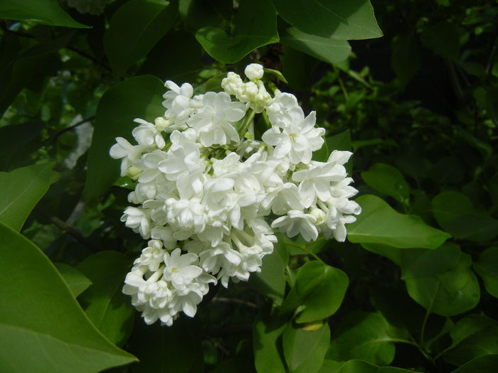 White Lilac Tree (2014, April 20)