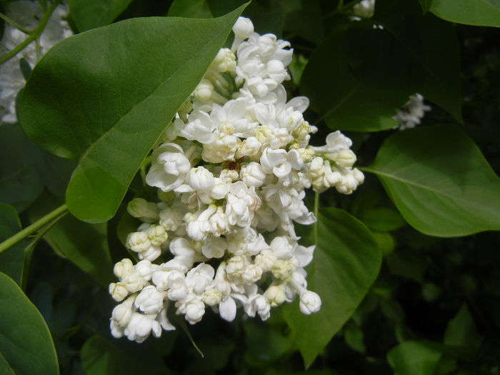 White Lilac Tree (2014, April 20) White Lilac Tree (2014, April 20)