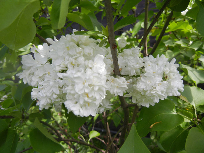 White Lilac Tree (2014, April 20) White Lilac Tree (2014, April 20)
