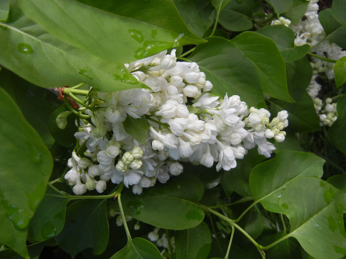 White Lilac Tree (2014, April 20) White Lilac Tree (2014, April 20)