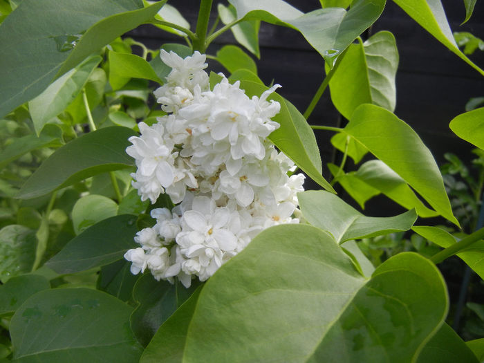 White Lilac Tree (2014, April 20) White Lilac Tree (2014, April 20)