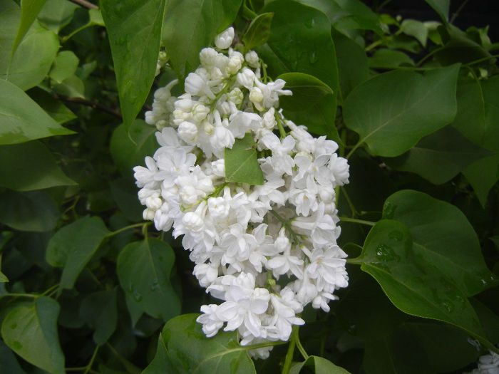 White Lilac Tree (2014, April 20) White Lilac Tree (2014, April 20)