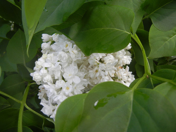 White Lilac Tree (2014, April 20) White Lilac Tree (2014, April 20)