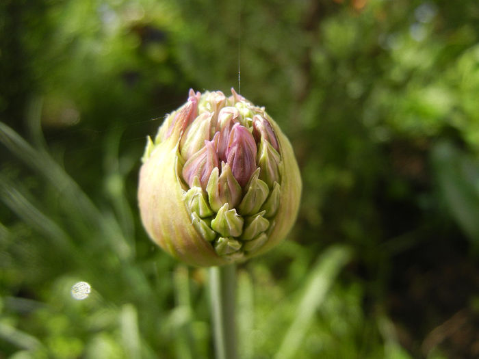 Allium Purple Sensation (2014, April 22) - Allium aflatunense Purple