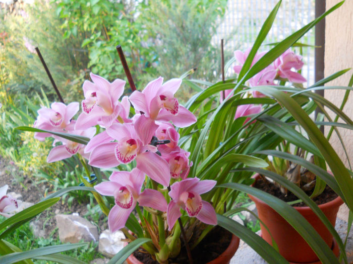 DSCN1298_041 - cymbidium 2013-2014