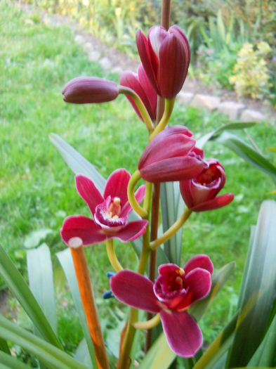 DSCN1305_048 - cymbidium 2013-2014