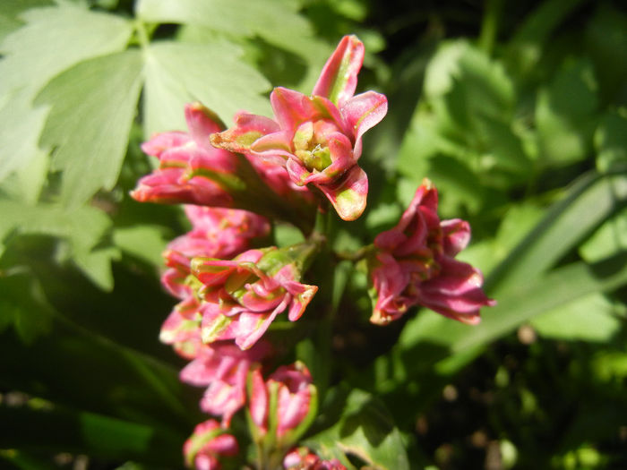 Hyacinth Eros (2014, April 20) Hyacinth Eros (2014, April 20)