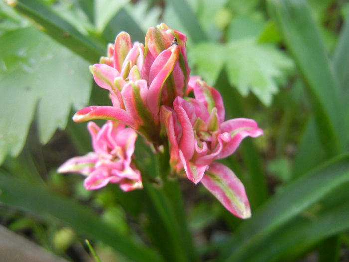 Hyacinth Eros (2014, April 22) Hyacinth Eros (2014, April 22)