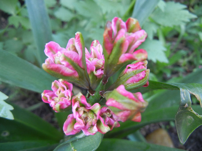 Hyacinth Eros (2014, April 22) Hyacinth Eros (2014, April 22)