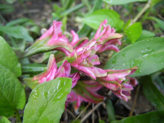 Hyacinth Eros (2014, April 22) Hyacinth Eros (2014, April 22)