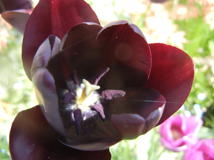 Tulipa Queen of Night (2014, April 21) Tulipa Queen of Night (2014, April 21)