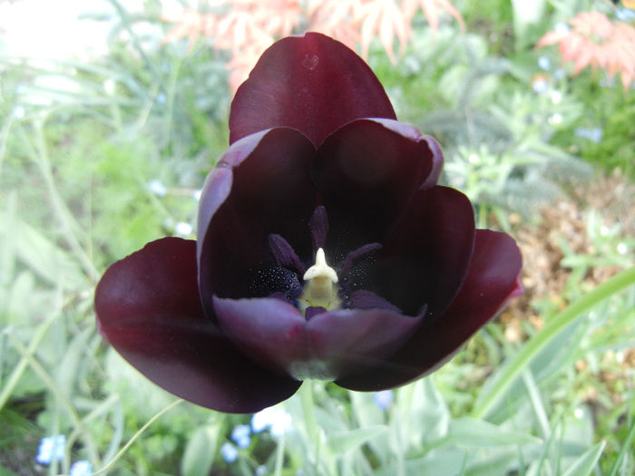 Tulipa Queen of Night (2014, April 21) Tulipa Queen of Night (2014, April 21)
